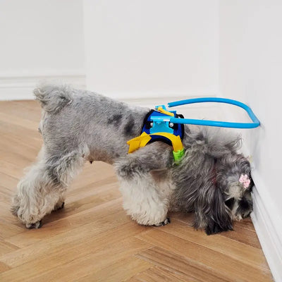 Blind Pet Anti-collision Collar Dog Guide Training Behavior